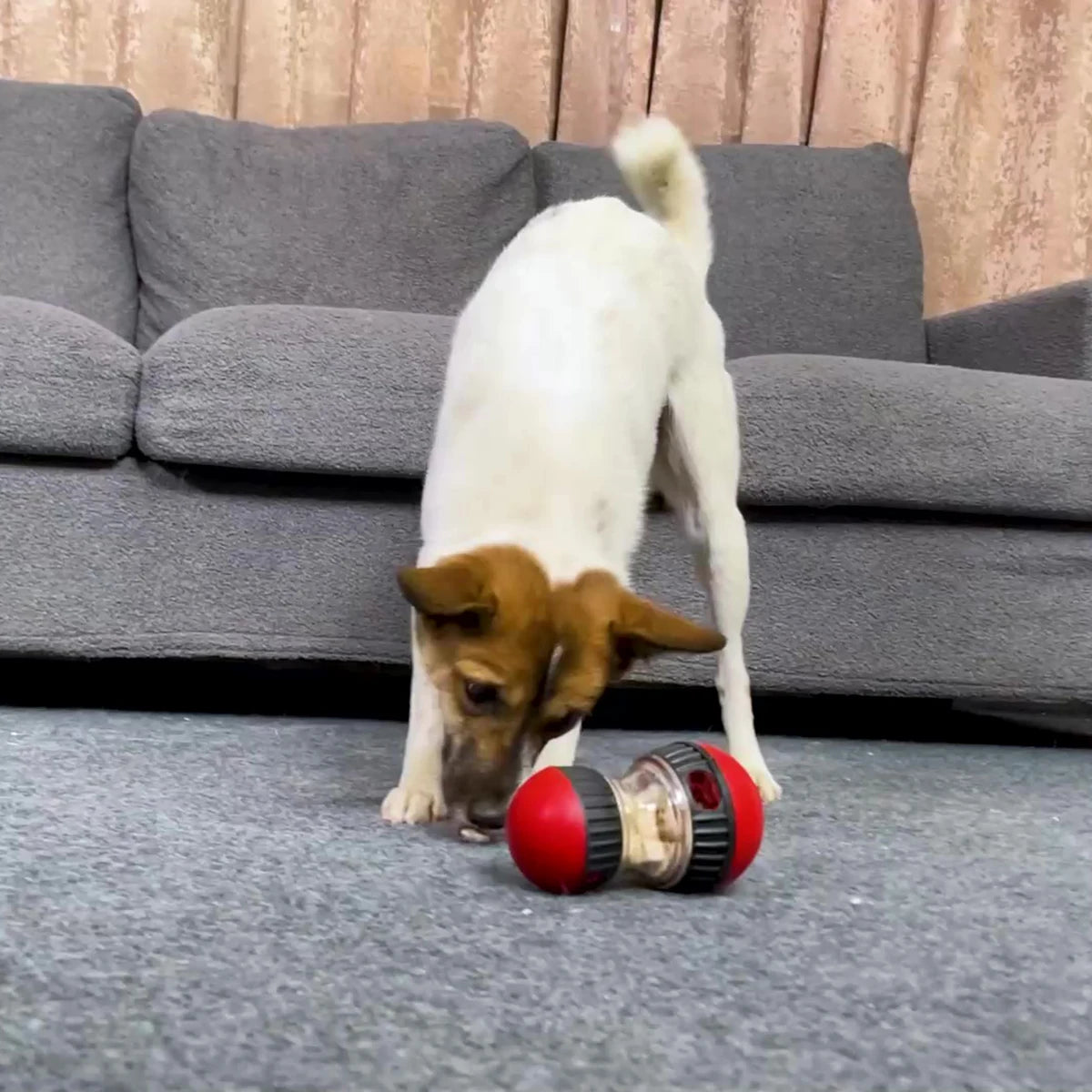 BrainBoost™ Interactive IQ Ball – Treat Dispensing Puzzle Toy for Dogs & Puppies