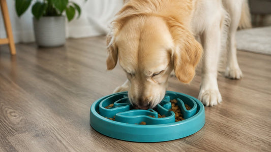 Benefits of Slow Feeding for Dogs: A Complete Guide