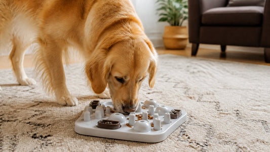 Best Puzzle Feeders for Dogs with Sensitive Stomachs 2026