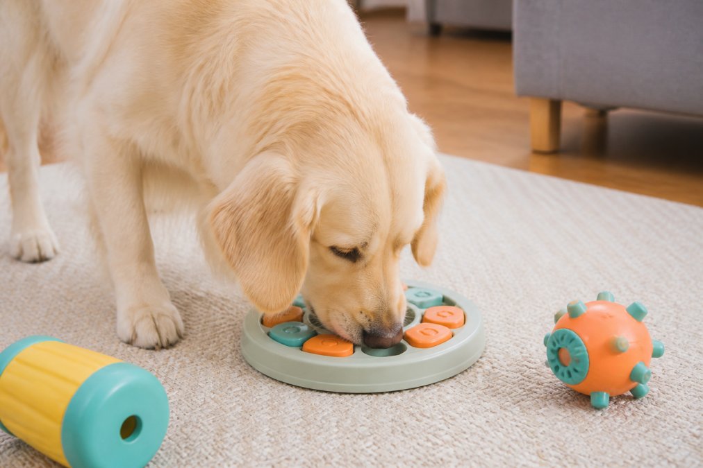 Buy Dog Enrichment Toys Online: A 2026 Guide