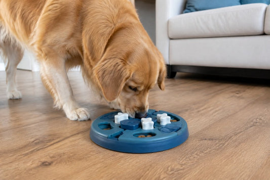 Buy Interactive Slow Feeder Online: 2026 Review