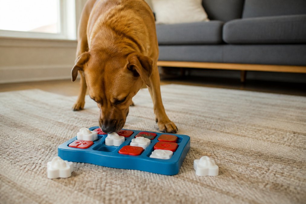Dog Puzzle Toys for Separation Anxiety