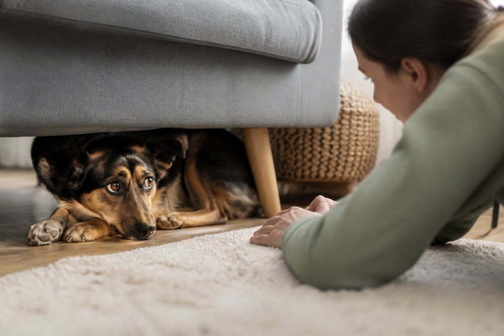 How to Calm an Anxious Rescue Dog: A Step-by-Step Guide