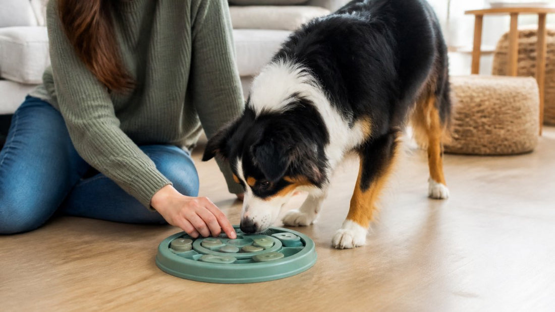 How to Introduce Puzzle Feeder to Dog: First-Time Guide