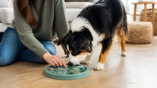 How to Introduce Puzzle Feeder to Dog: First-Time Guide