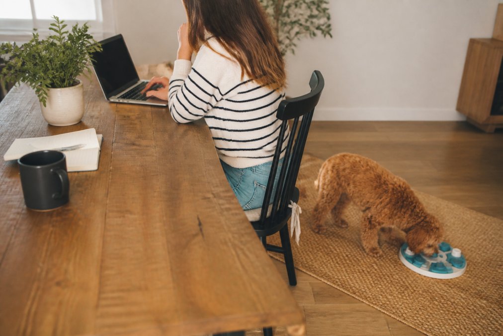 How to Keep Your Dog Occupied While Working