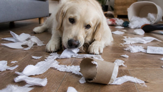 How to Reduce Destructive Behavior in Dogs