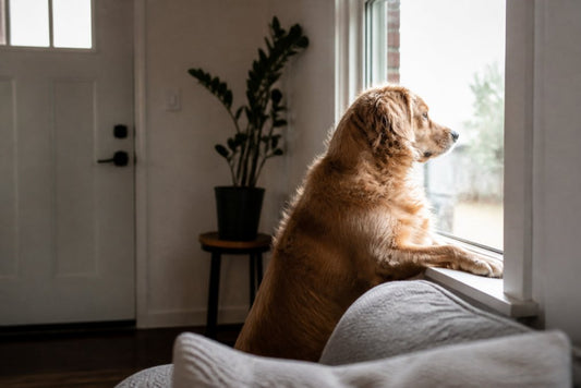 How to Reduce Separation Anxiety in Rescue Dogs