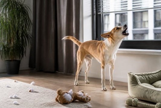 How to Stop Boredom Barking: A Step-by-Step Guide