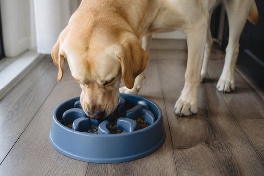 Prevent Dog Bloat With Slow Feeders: A How-To Guide